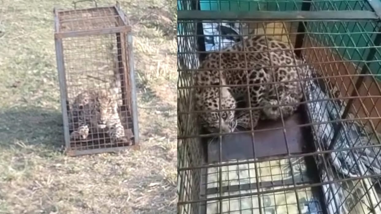 Guldar Terror in Uttarakhand pauri Cage planted to catch monkeys Guldar was imprisoned
