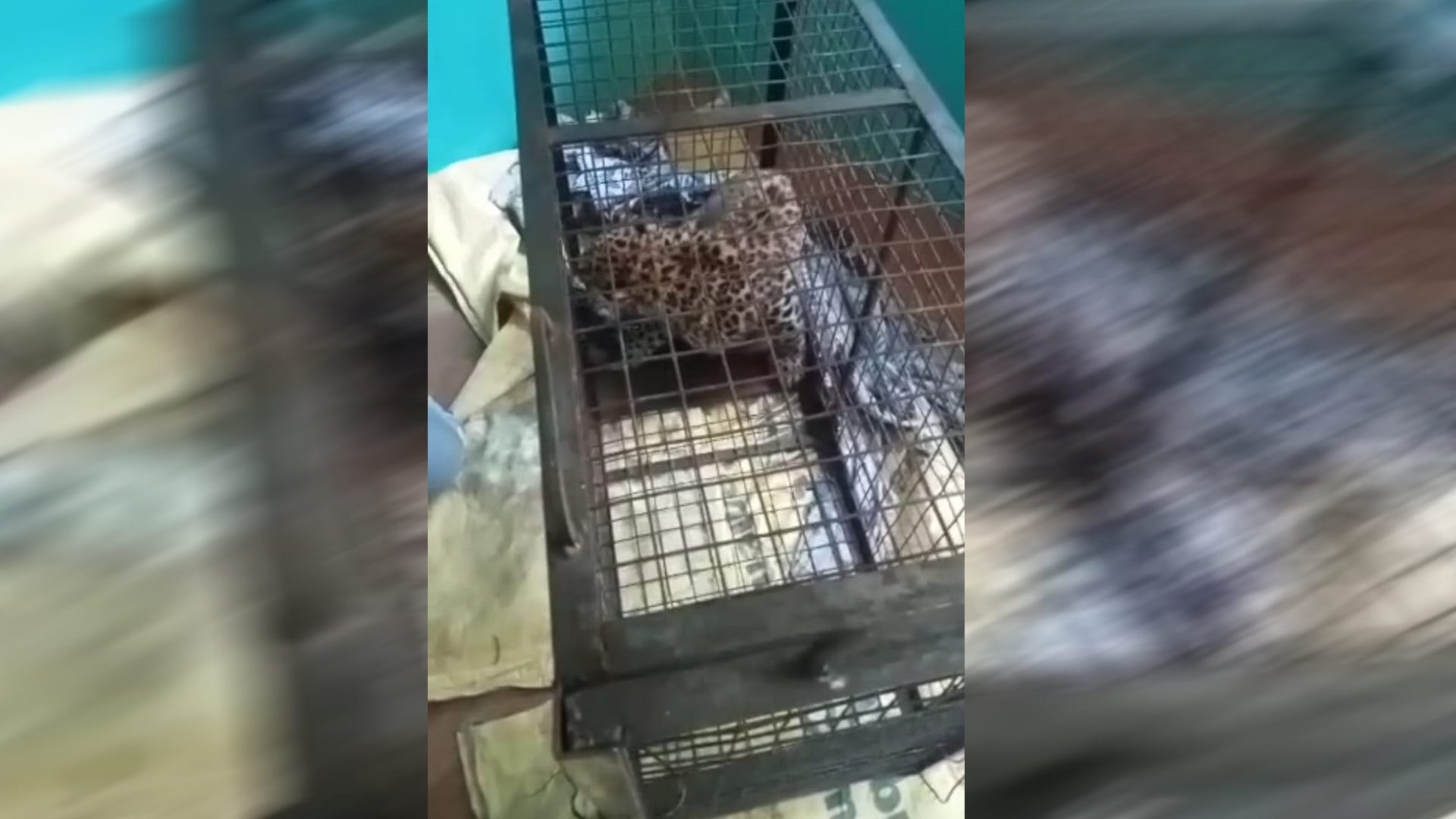 Guldar Terror in Uttarakhand pauri Cage planted to catch monkeys Guldar was imprisoned