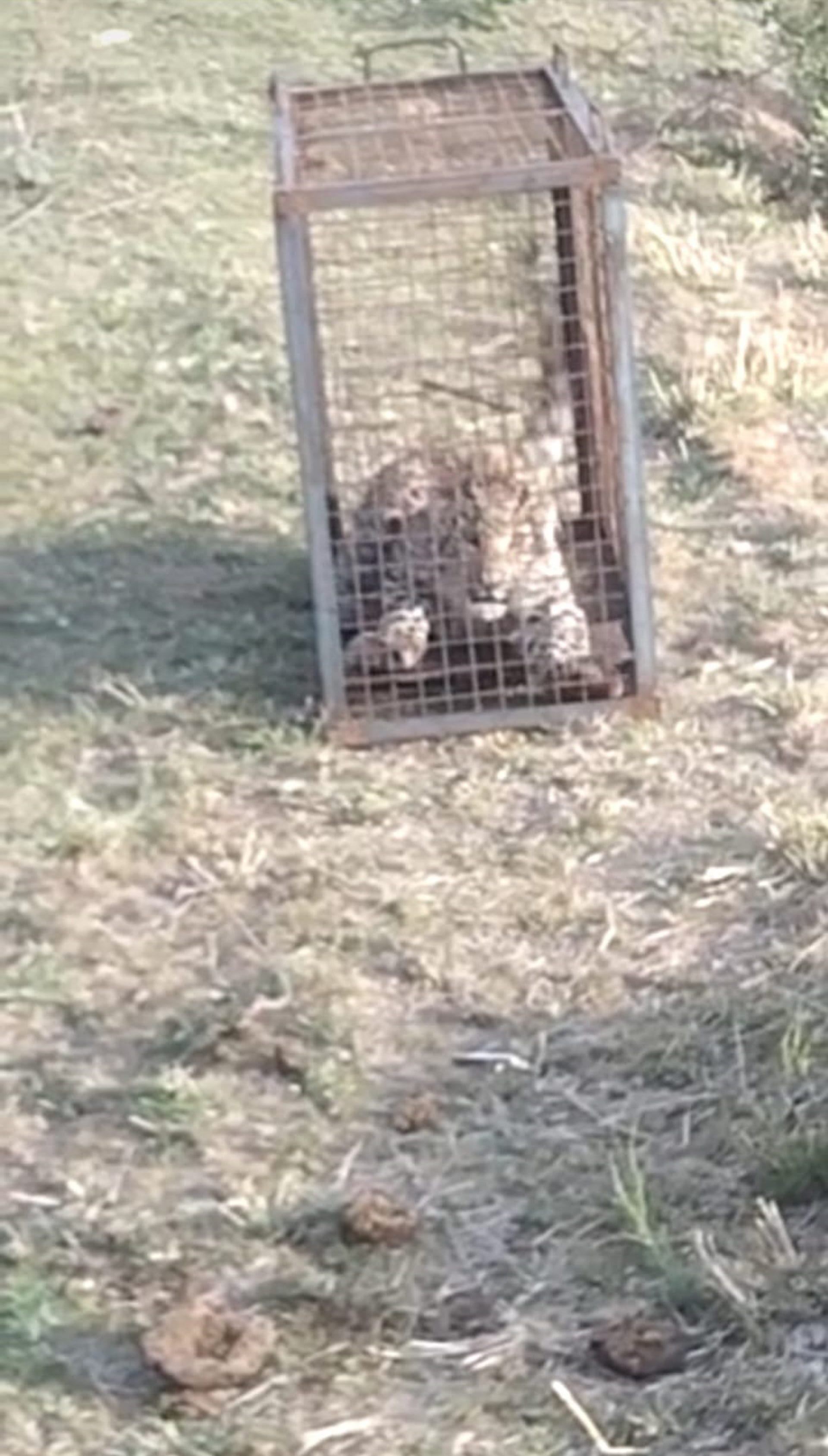 Guldar Terror in Uttarakhand pauri Cage planted to catch monkeys Guldar was imprisoned