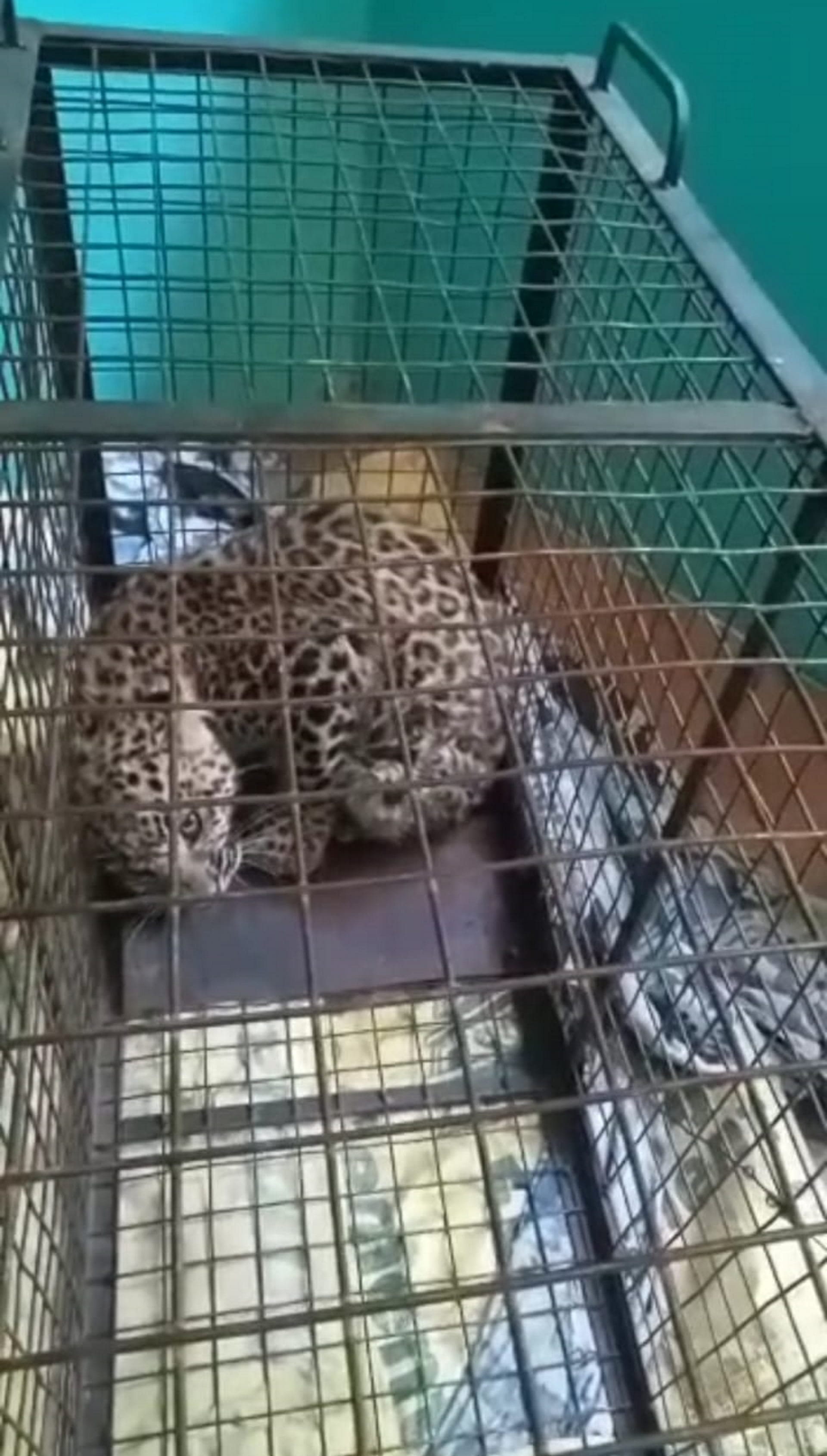 Guldar Terror in Uttarakhand pauri Cage planted to catch monkeys Guldar was imprisoned