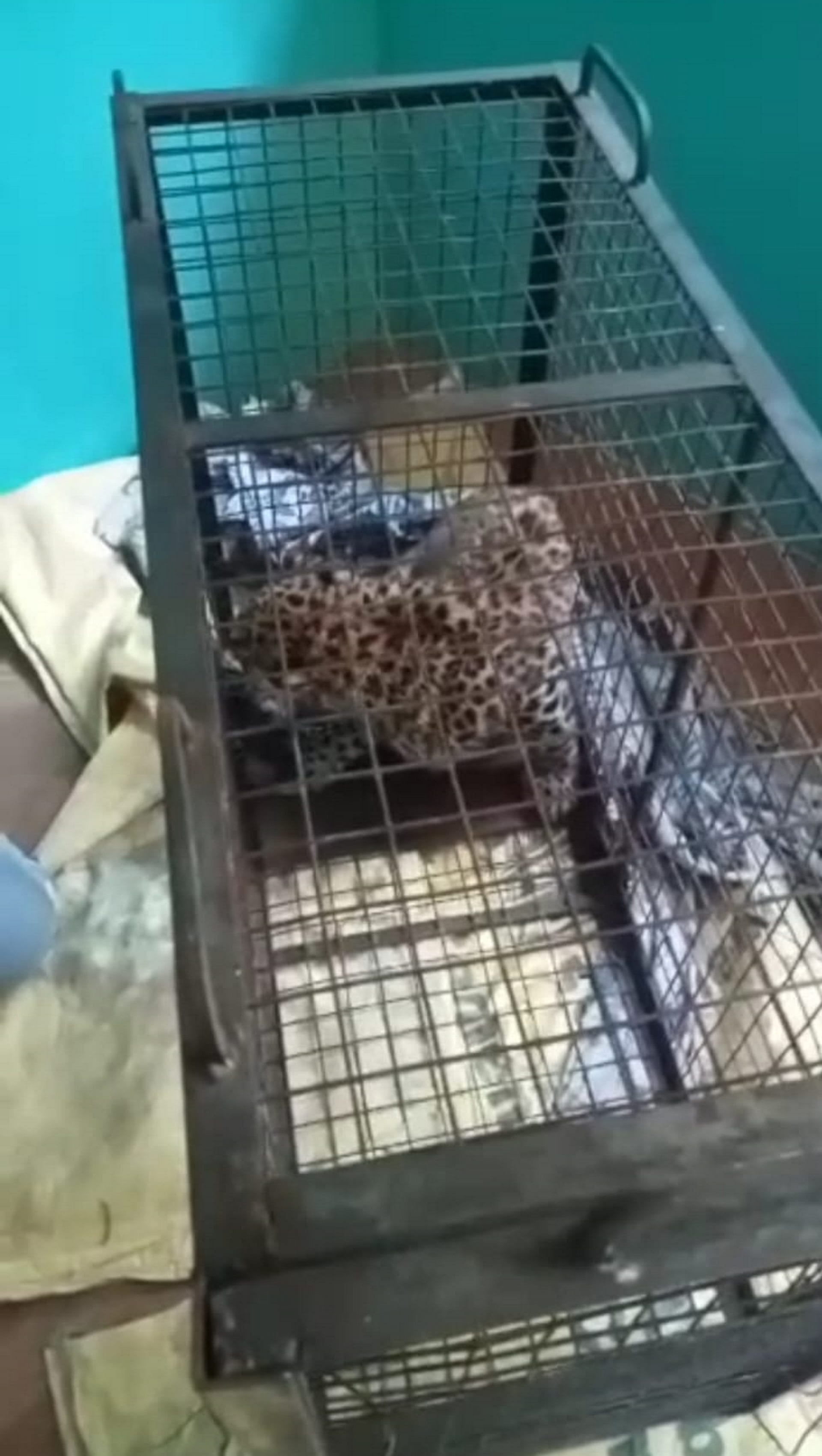 Guldar Terror in Uttarakhand pauri Cage planted to catch monkeys Guldar was imprisoned