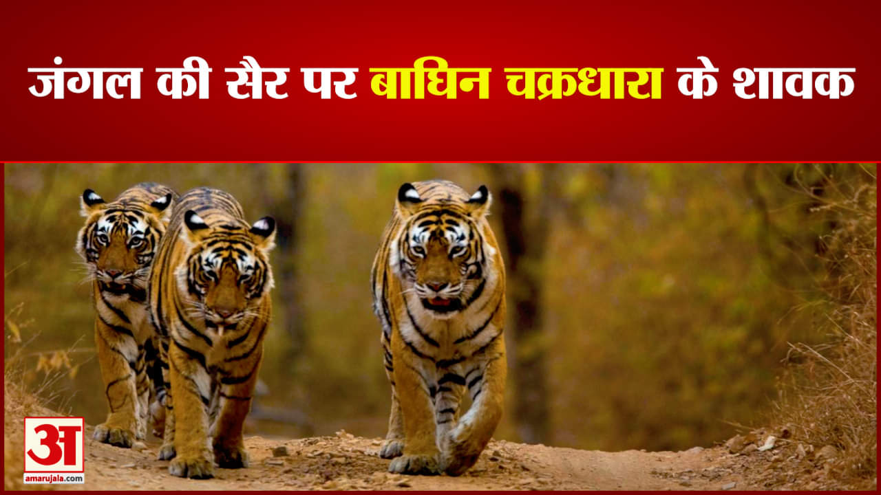 जंगल की सैर पर चक्रधारा के शावक