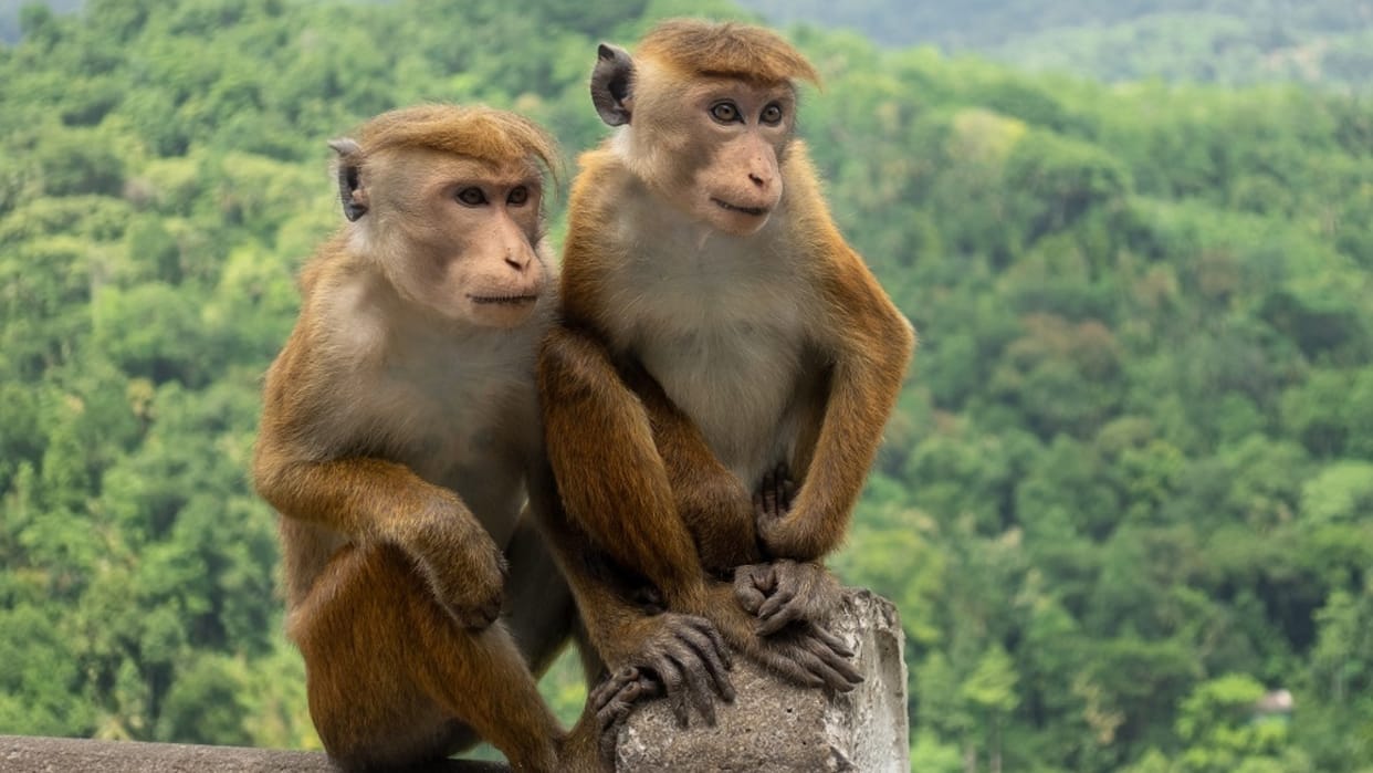 Sri Lanka: China will import 1,00,000 endangered monkeys from Sri Lanka in economic crisis, know the reason