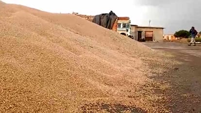 Punjab Weather News Rain and hailstorm in many areas of Punjab