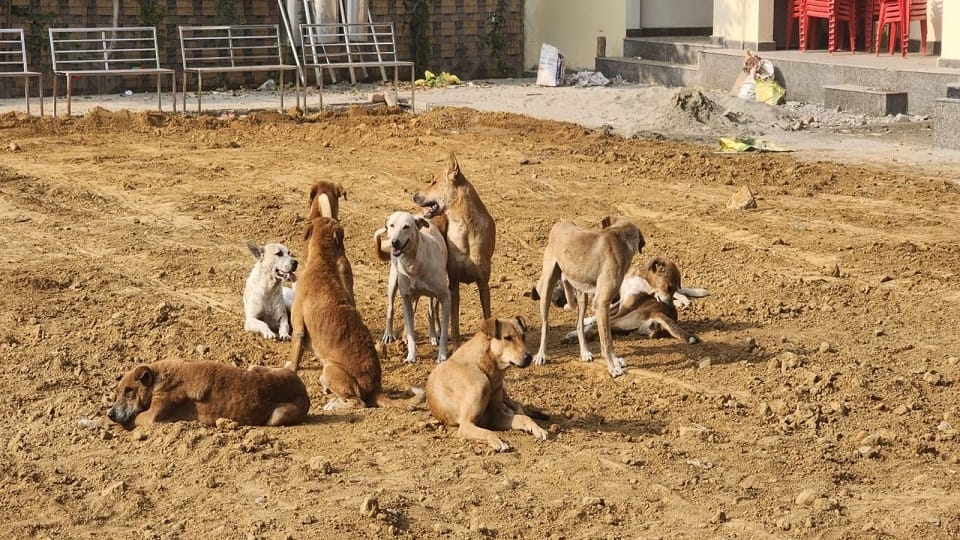 Animal birth control centers built in all the municipal corporations of the state