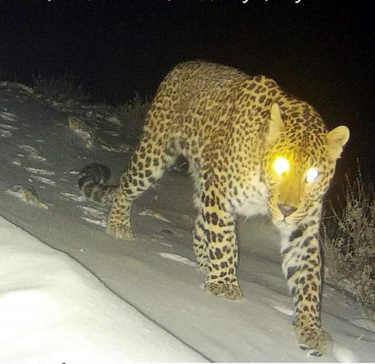 Leopard once again attack on animal Sonbhadra people afraid of walking towards Village