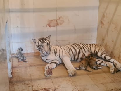 The family of tigers increased in Gwalior's Gandhi Zoological Park, tigress Meera gave birth to three cubs