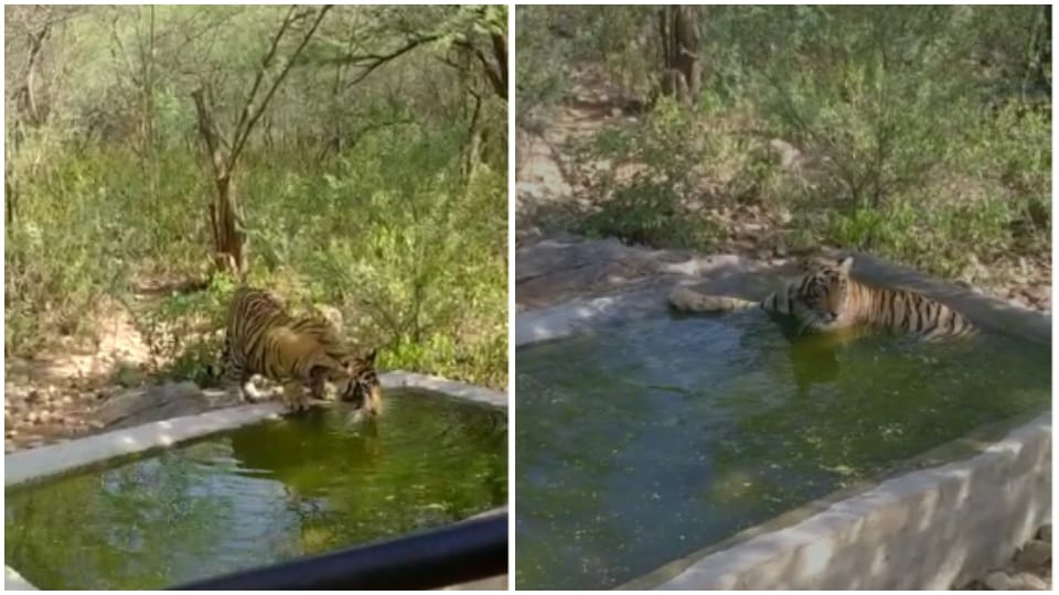 Tigers of Sariska roaming around Alwar city frolicking in water near Bhurasidh Hanuman temple