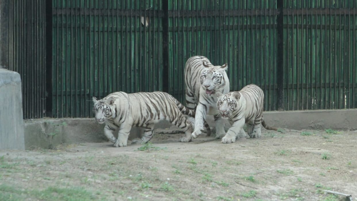 Union Minister Bhupender Yadav releases Cubs in arena of white tiger enclosure at Zoological Park in Delhi