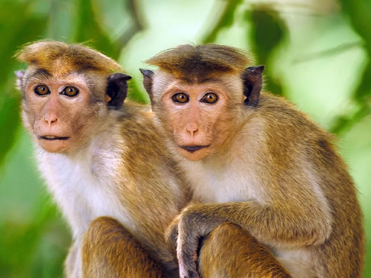 Toque Macaque Monkeys: Monkey business between Sri Lanka and China, agreement to sell one lakh monkeys