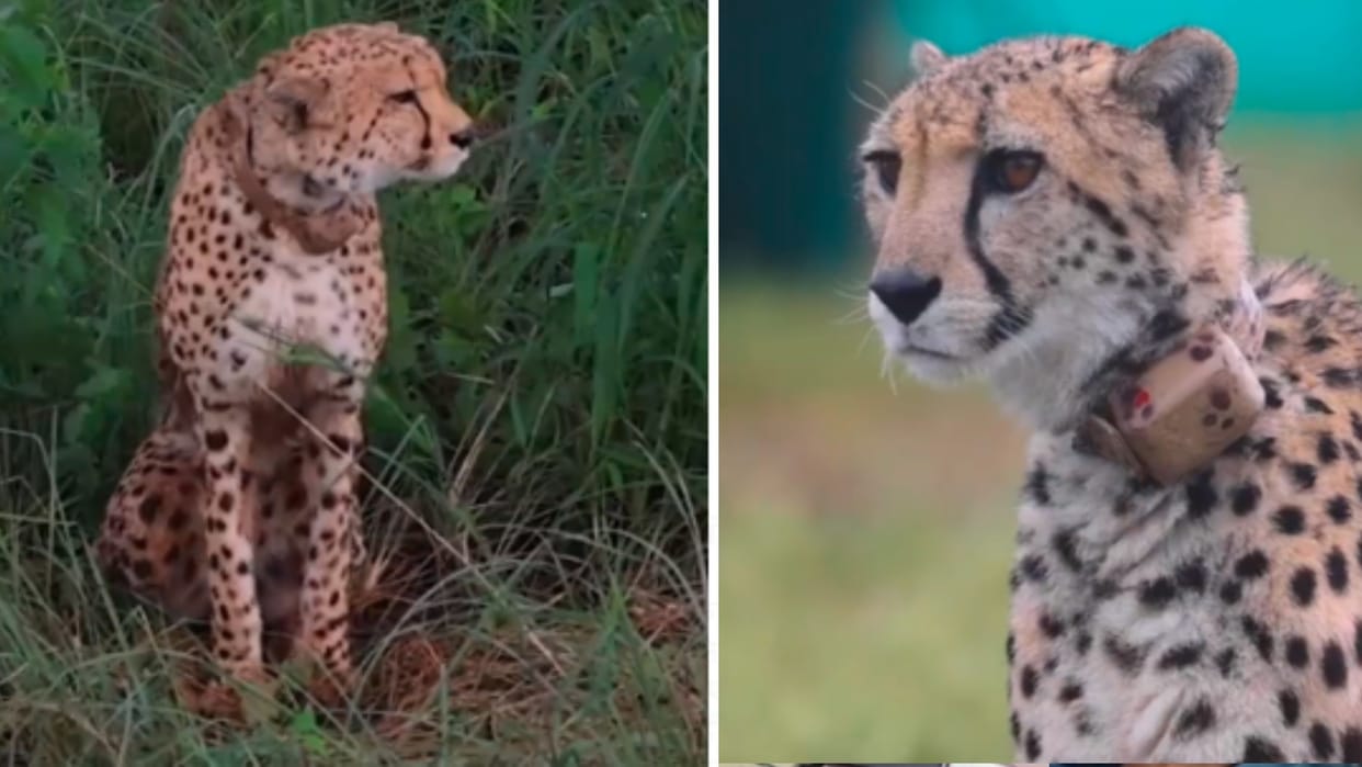 Cheetah 'Pawan' tour continues in MNP, officer worried due to tiger-cheetah being in a range