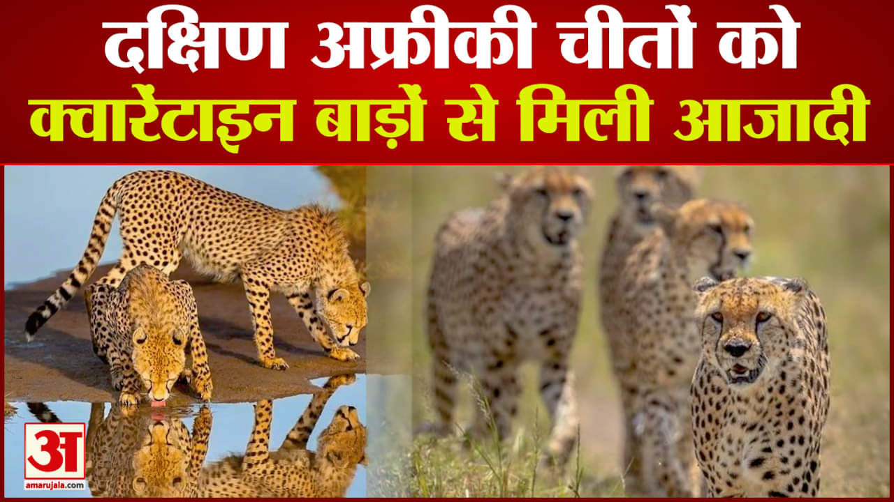 कूनो नेशनल पार्क