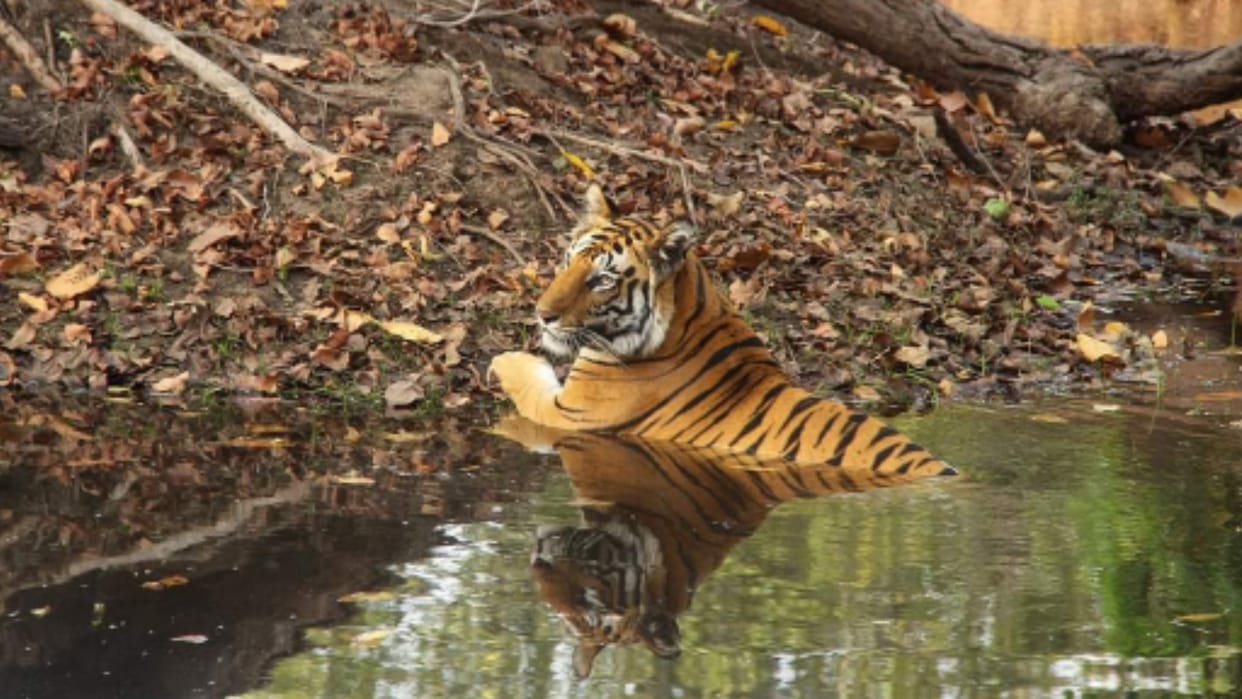 Bandhavgarh Tiger Reserve: Tiger descended into the river to get relief from the scorching heat