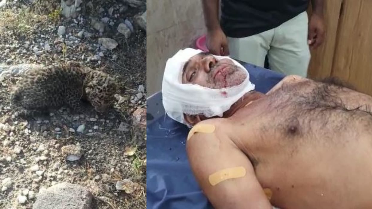 Female panther attacked priest in Rajsamand's Agariya