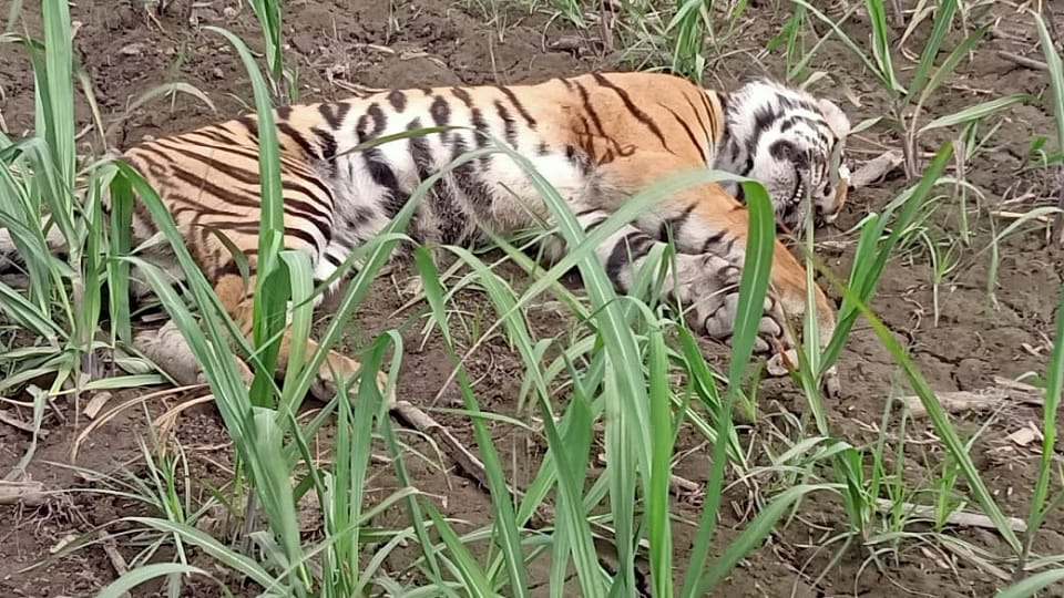 Tiger found dead in Mailani range of Dudhwa Tiger Reserve in Lakhimpur Kheri
