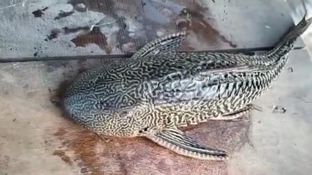 Four-eyed sucker mouth cat fish found in Chhattisgarh Janjgir-Champa