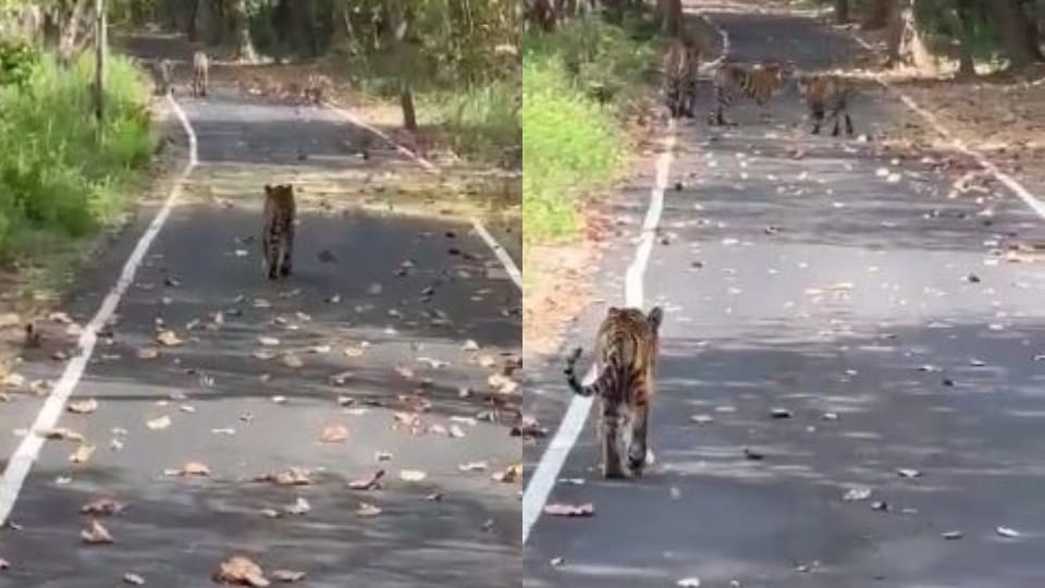 Four cubs seen walking with tigress video goes viral in Pilibhit
