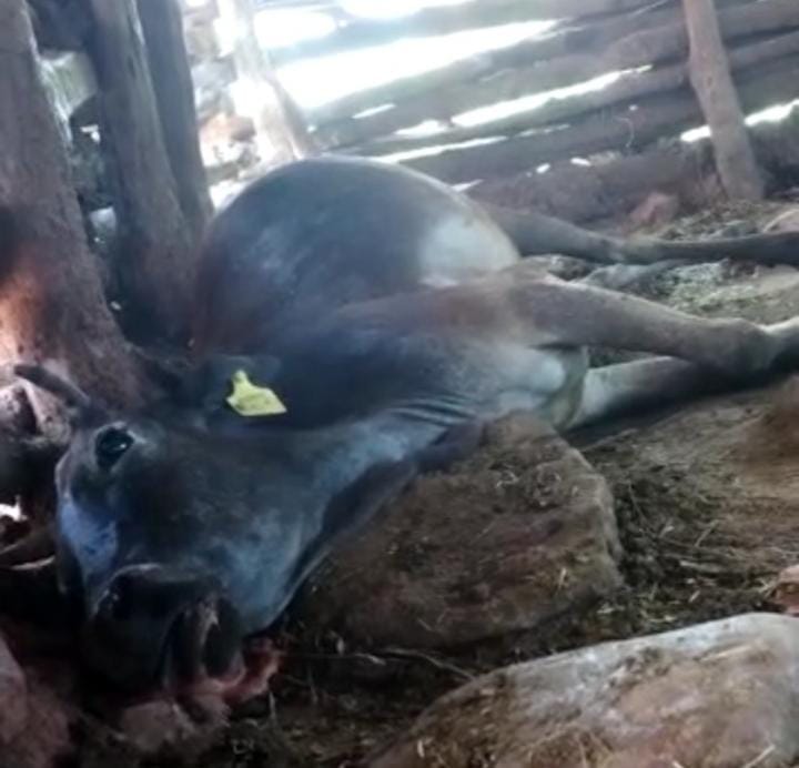 MP News: 11 cattle died after eating unknown substance in Umaria, situation in the village stirred