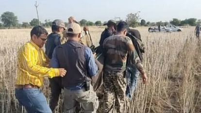 Cheetah: कूनो से भागे पवन को शिवपुरी से किया गया ट्रेंकुलाइज, सात दिन से माधव नेशनल पार्क के आसपास घूम रहा था Kuno National Park: Cheetah Pawan Was Tranquilized From Shivpuri News in Hindi