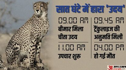 Project Cheetah: Another cheetah died in Kuno, Uday brought from South Africa succumbed to illness