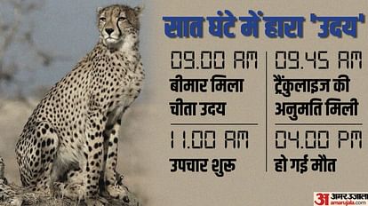 Project Cheetah: कूनो में एक और चीते की मौत, दक्षिण अफ्रीका से लाए गए उदय ने बीमारी के बाद दम तोड़ा Project Cheetah: Another cheetah died in Kuno, Uday brought from South Africa succumbed to illness