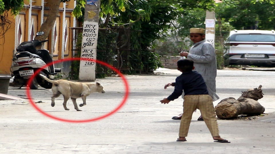dogs took away the sleeping three-month-old girl from the house