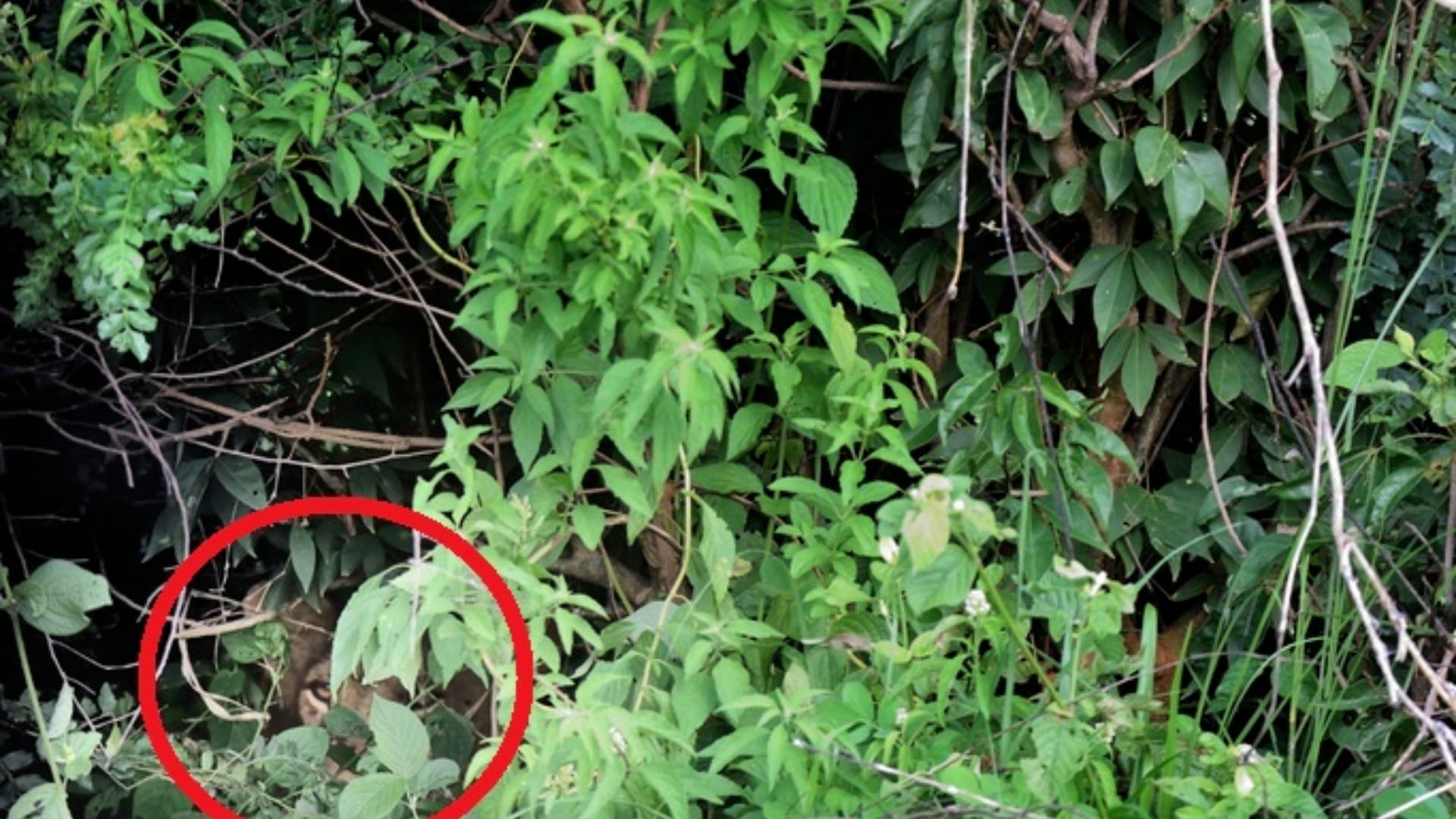 Optical Illusion IQ Test: Can You Find the Lion in This Forest Image within 5 seconds? Check Your Brain IQ