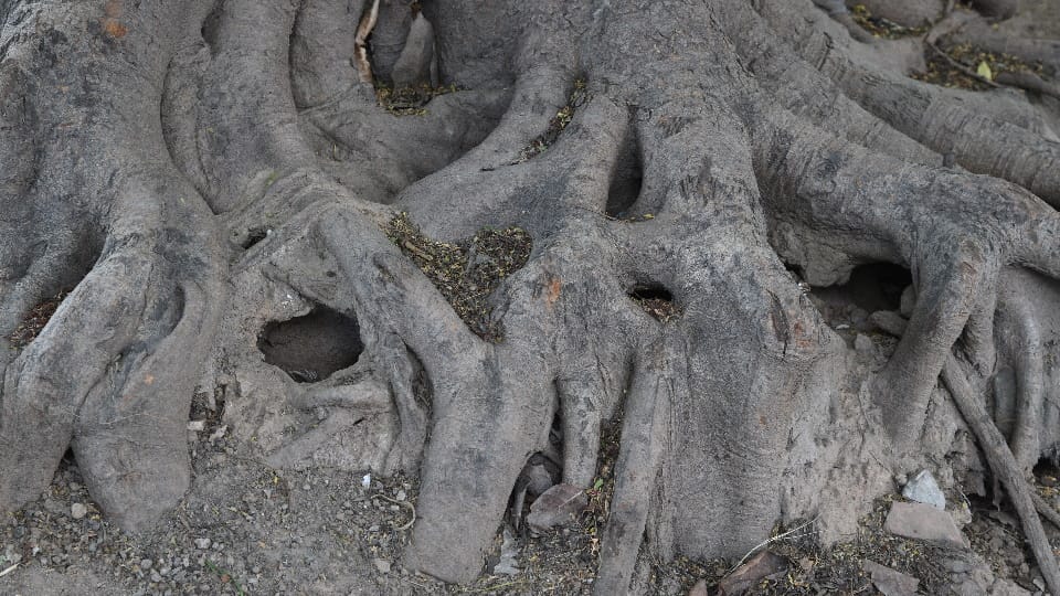 Greenery of Chandigarh has been threatened by rats and termites