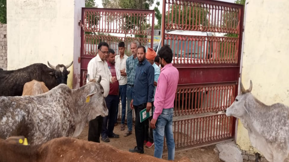 Five cattle died of agony without fodder and water in Etah