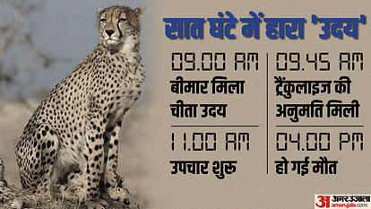 Project Cheetah: Another cheetah died in Kuno, Uday brought from South Africa succumbed to illness