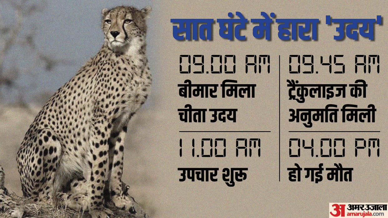 Project Cheetah: Another cheetah died in Kuno, Uday brought from South Africa succumbed to illness