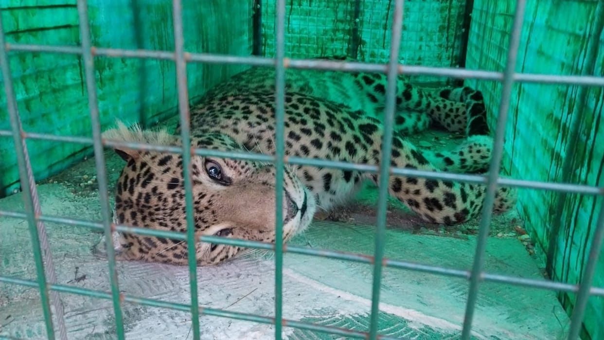 Leopard trapped in house in Karsog Mandi Himachal Pradesh