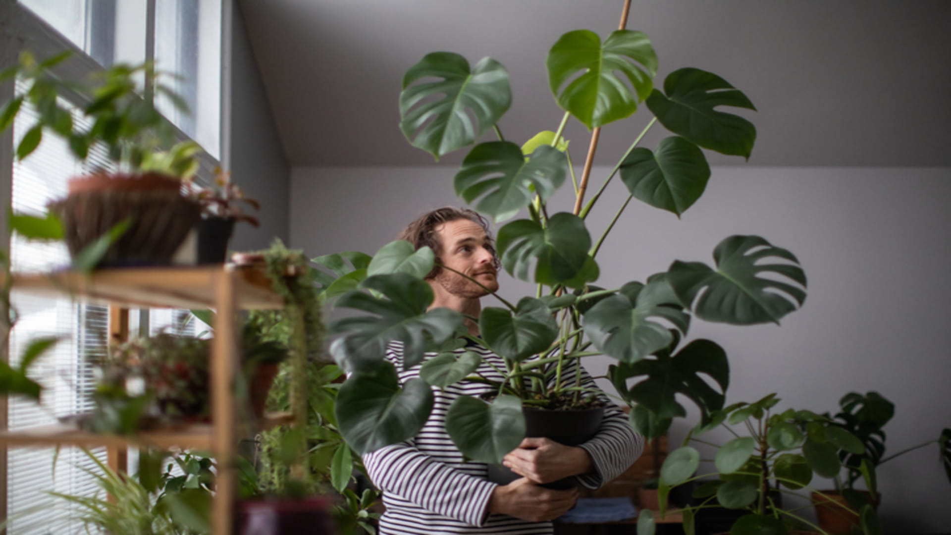 Plants and Mental Health: Importance Of Plants In Healing Mental Problems