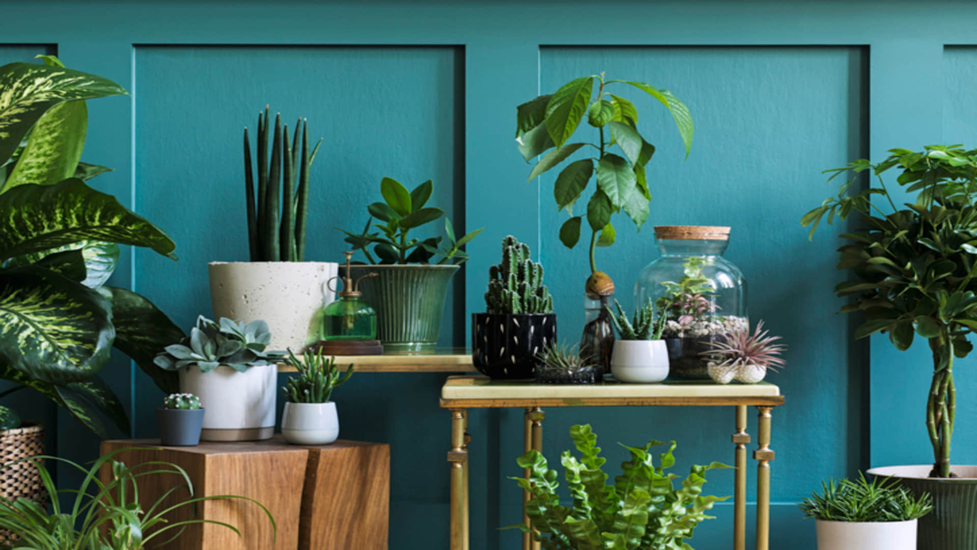 Israeli Scientist Recorded Sound of Plants and found that plants Can Talk
