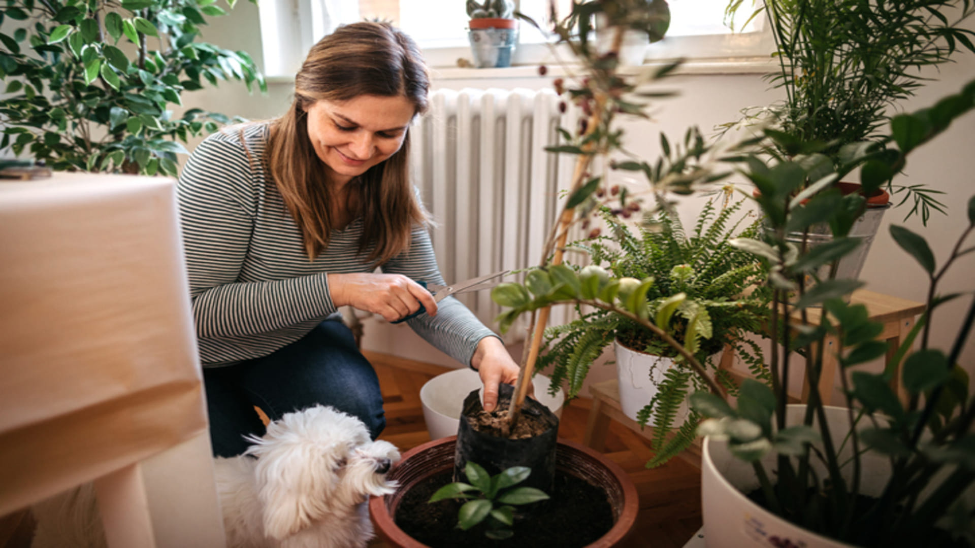 Plants and Mental Health: Importance Of Plants In Healing Mental Problems