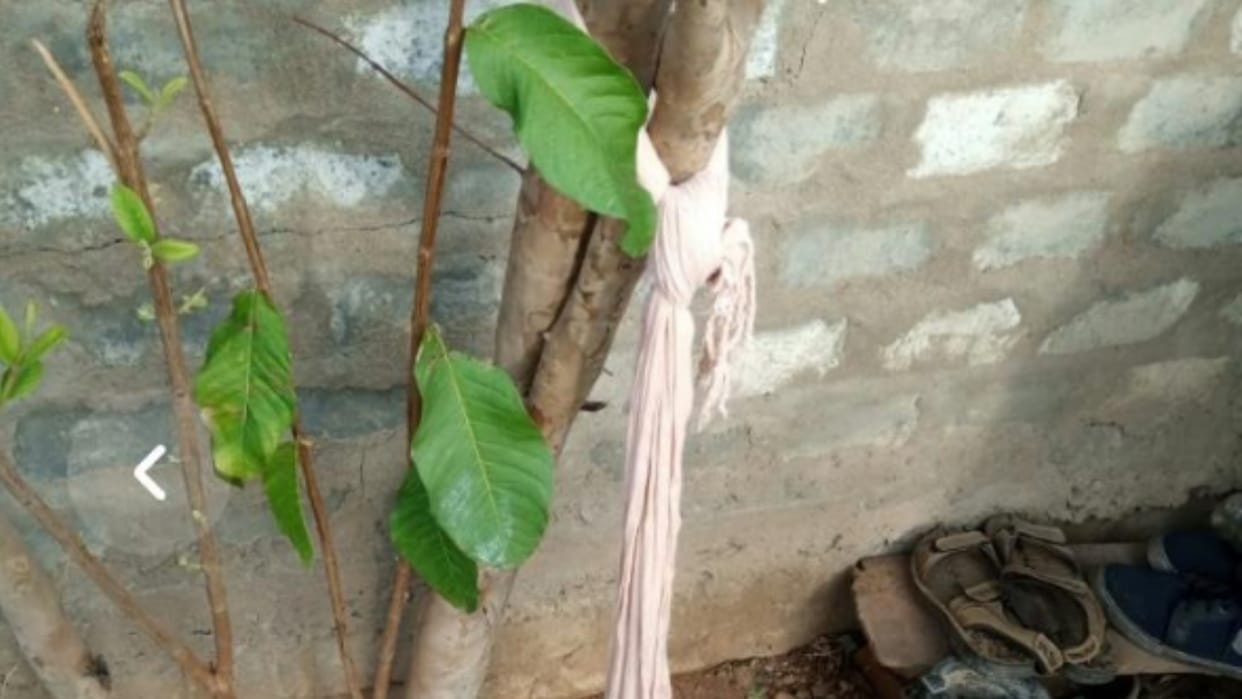 Sehore: The girl was playing near the guava tree, died due to the noose of the scarf stuck in her neck
