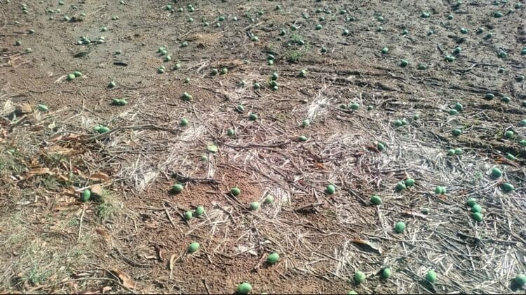 Chhattisgarh Weather Alert: Hail fell in Kabirdham Bemetara storm ruined mangoes in Kanker