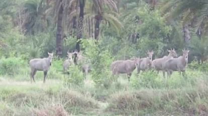 Forest prepared in sand in four years, shelter for animals and birds