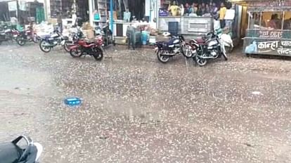MP Weather Today: Hail fell in Umaria, coolness mixed with rain in Jabalpur-Satna-Mandla