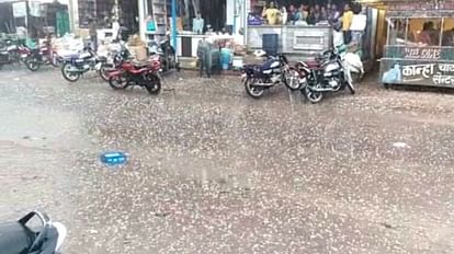 MP Weather Today: उमरिया में गिरे ओले, जबलपुर-सतना-मंडला में बारिश से घुली ठंडक MP Weather Today: Hail fell in Umaria, coolness mixed with rain in Jabalpur-Satna-Mandla