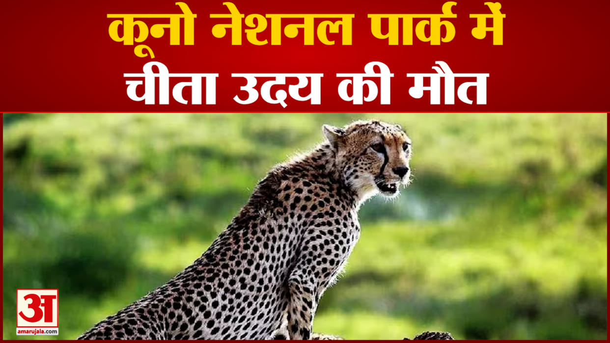 Project Cheetah: Cheetah Uday death mystery deepens, discussion on options begins after two deaths in a month