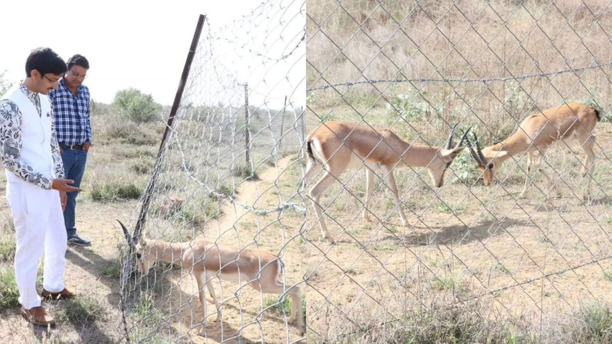 Rajasthan Deer will be brought to Jhunjhunu Conservation Reserve Beed proposal sent to bring 500 deer