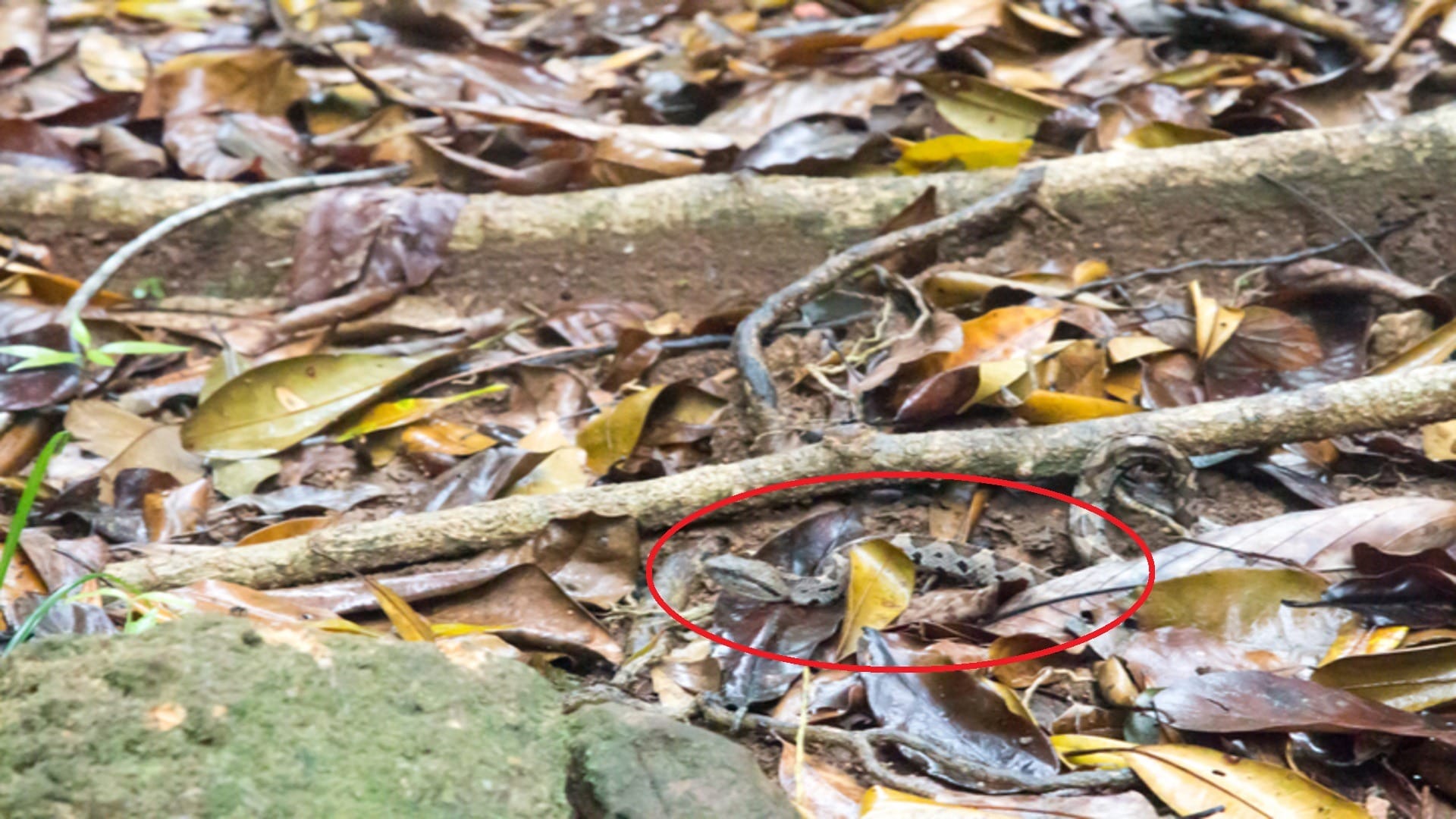 Viral optical illusion Brain Test find Snake in photo hidden within five seconds brain teaser picture puzzle