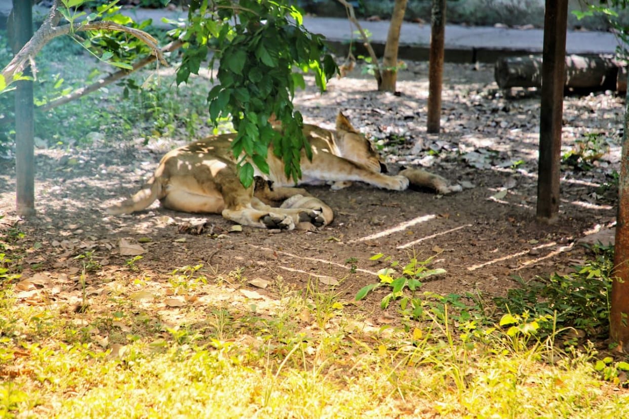 Indore Zoo tiger lion animal entry charges attraction