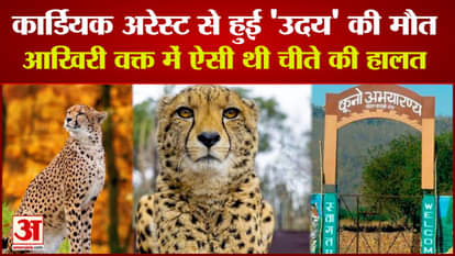 Kuno National Park News: 'Uday' died due to cardiac arrest, see the condition of cheetah in the last time
