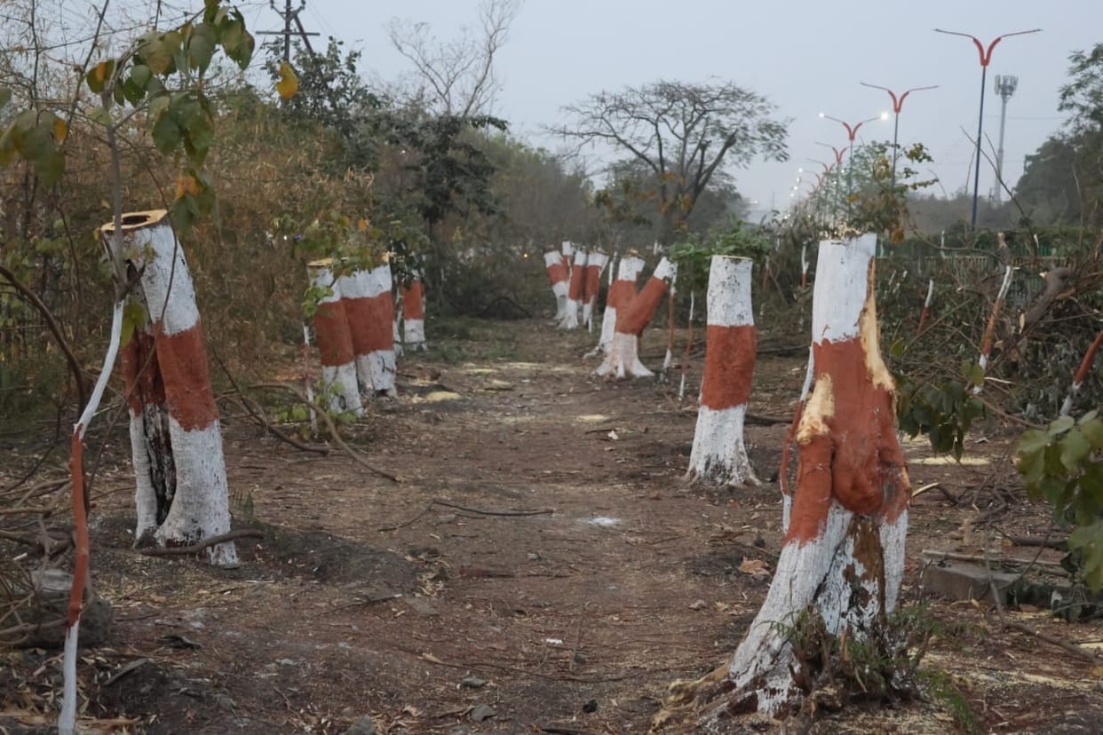 The High Court asked the government and local bodies - why trees should not be declared as living beings