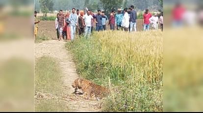 Bijnor: एक सप्ताह के भीतर गुलदार ने चार लोगों को बनाया निवाला, बेबस ग्रामीण, वन विभाग भी पकड़ने में फेल Guldar killed four people in Bijnor within a week, villagers in panic