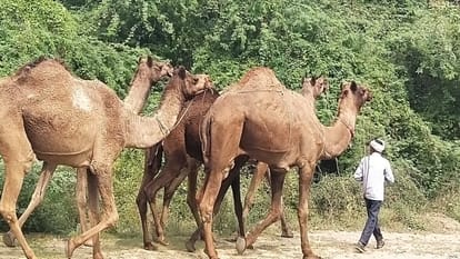 Meerut: Twenty eight camels seized by police went missing, Owners knocks High Court