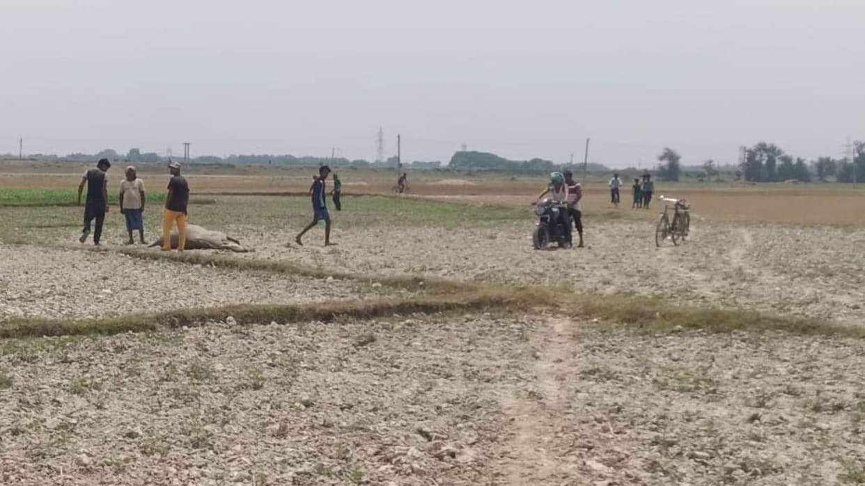 Bihar News Farmers of Madhepura will get relief from terror of Nilgai shooters from Hyderabad are killing