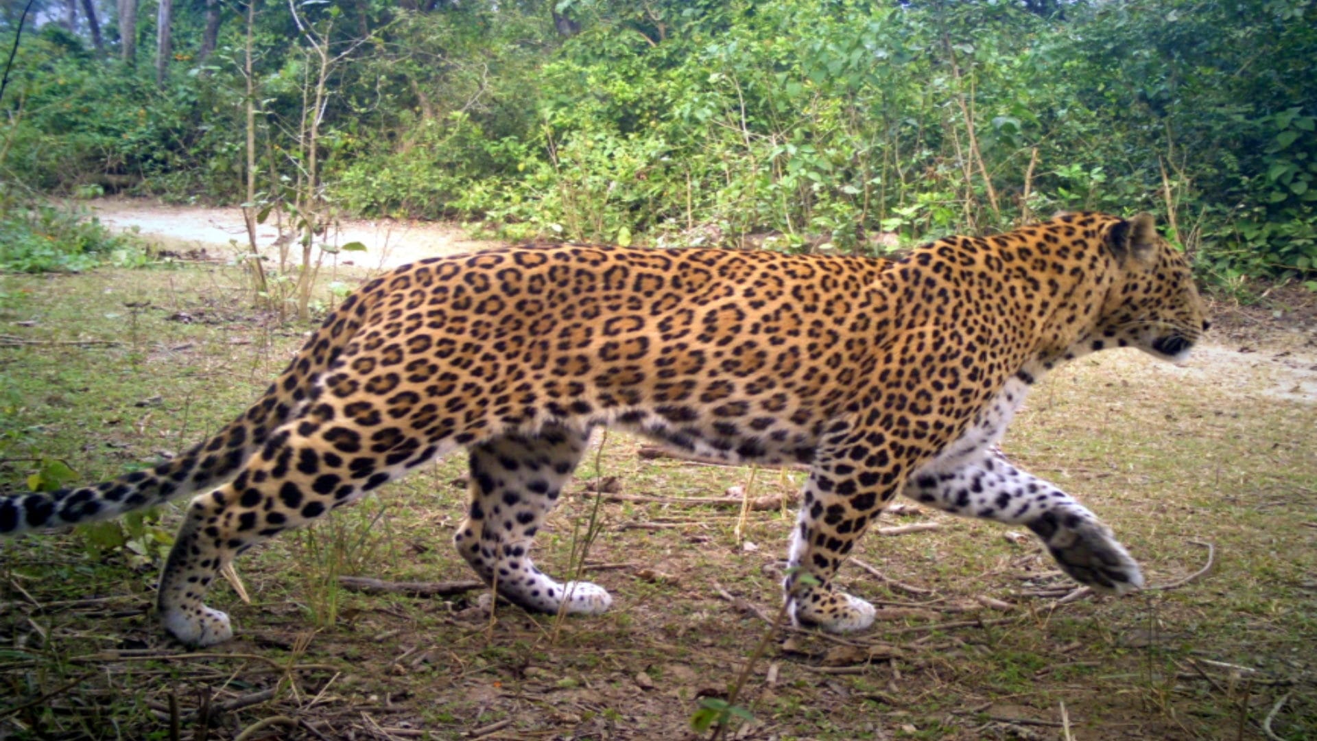 Guldar becomes man eater: attacks on neck, kills 13 so far, will hunt again after five days